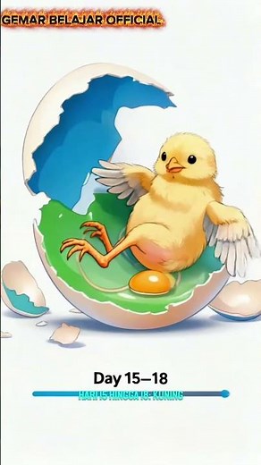 Proses Ayam Bertelur hingga Menetas
