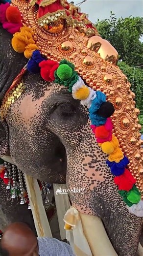 ഇപ്പത്തന്നെ ആനയുടെ ചെവി തട്ടിയേനെ തട്ടിയേനെ #puthuppallysadhu