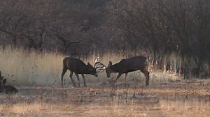 3.6K views · 71 reactions | It’s fun watching post rut bucks... they’re playing just like old pals. | Western Muleys | Facebook
