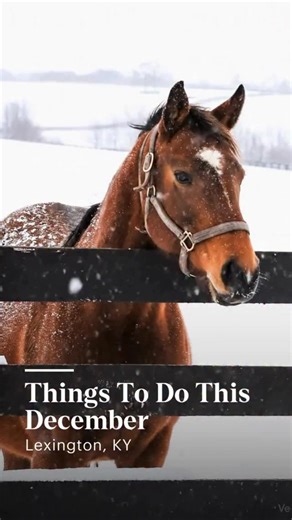 VisitLEX on Instagram: "✨ Your December itinerary starts here ➜ holiday markets, festive performances, winter lights, and lively music. Pick your perfect holiday adventure and start planning. ✨ #ShareTheLEX"