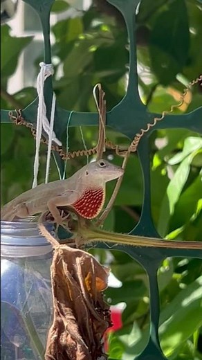 Facts About Anoles, Lizard, Gecko