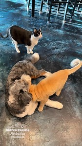 23K views · 1.2K reactions | Idalia loves Stevie and Romeo. Donna Beth Marino-Loop | David Loop | Facebook