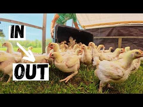Chickens Out, New Chicks In — Our System That Works!