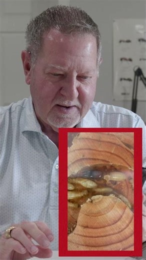 What A Termite Sounds Like #soundsofnature #termite