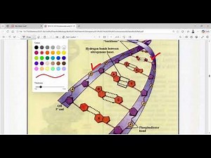 Nucleic Acids – Double helical structure of DNA.