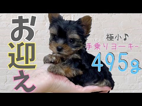 【マイキー】生後２ヶ月の子犬 ヨークシャテリアをお迎えしました♪