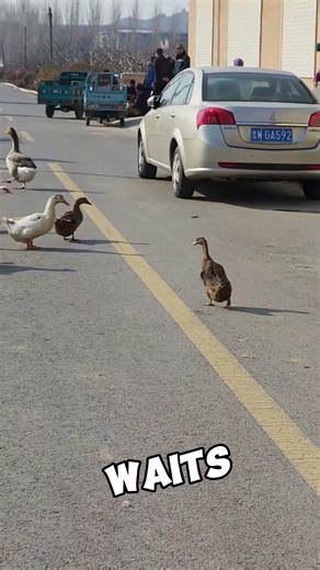 the friendly duck #duck #love #friendship #cute #lovestory #funny #animals