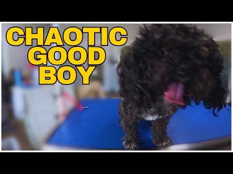 He Never Stops Moving… But He’s the Sweetest Shih Poo Ever