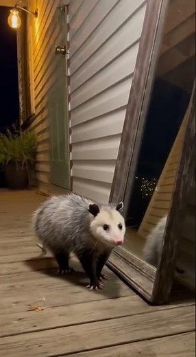 Possum Plays Dead After Seeing Itself!