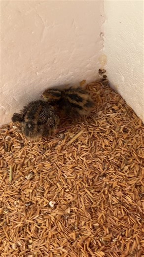 #codornices #codornizorotina #codornizfeliz #codorniz