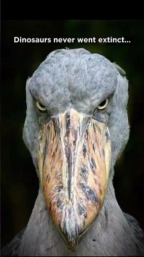 Dinosaurs are still alive...