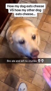 54K views · 2.9K reactions | Funny and cute dogs compilation | Cuteyfunny | Facebook