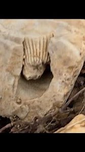 💥 Hunting For Missouri Fossils & Geodes 🤠 #nature #history #highlights #fossil