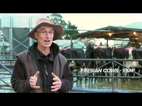 DairyNZ Improving Cow Flow