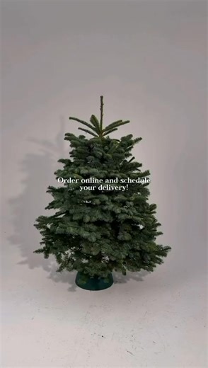 Have you got your tree yet? 👀 | We Tree Kings