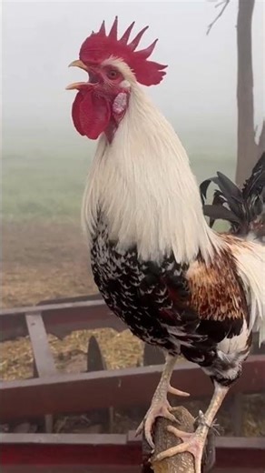 Nice Rooster Bird Sound | Amazing Morning Crowing with Relaxing Farm Nature and Fresh #shorts