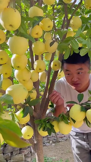 Picking Bright Yellow Apples from a Garden Tree