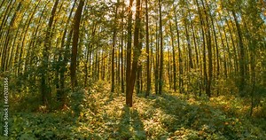 Time Lapse Change Season From Green Summer To Yellow Colors Of Autumn Forest Landscape. Amazing Sun Sunshine In Autumn Woods. Sunray Sunbeams Shine Through Trees In Forest. Fall Coming. Transition.