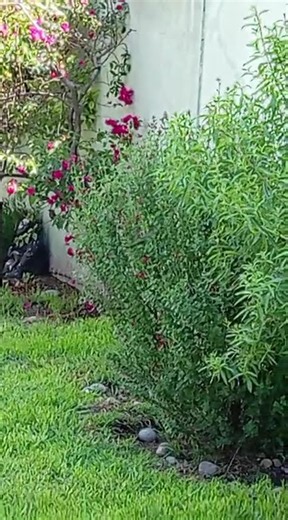 Ayuda a los #Colibrís: les encanta el Mirto (Salvia Microphylla)
