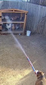 A cctv camera in a dusty backyard during the day. Film A dog shooting Roman candle at a big chicken coop in the corner. | Alisha
