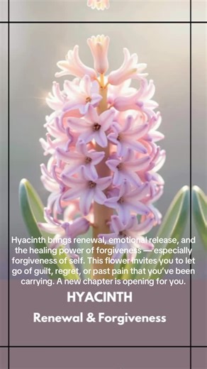 Leonie on Instagram: "Hyacinth Title: Renewal & Forgiveness Message: Hyacinth brings renewal, emotional release, and the healing power of forgiveness — especially forgiveness of self. This flower invites you to let go of guilt, regret, or past pain that you’ve been carrying. A new chapter is opening for you. This card also signals spiritual rebirth. Through releasing old emotions, your energy becomes lighter, brighter, and more aligned with your true self. Affirmation: “I forgive myself and welc