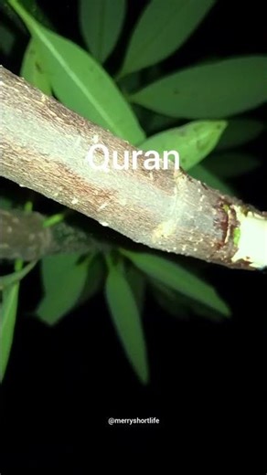 AL QURAN SURAH PART 142 URDU TRANSLATION IN HINDI DUBBED ‪@merryshortlife‬