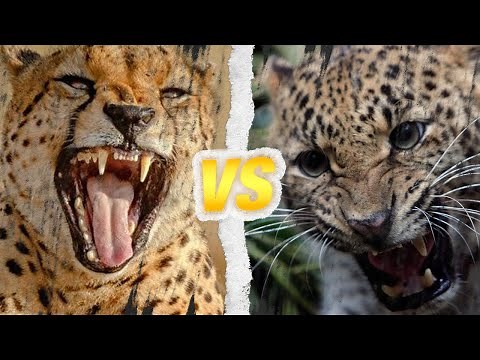 CHEETAH vs LEOPARD: Who is the king of the big cats?