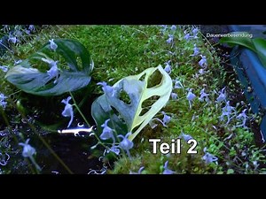 Philodendron durch Stecklinge vermehren Teil 2 Anthurium crystallinum einpflanzen und Dschungeltour