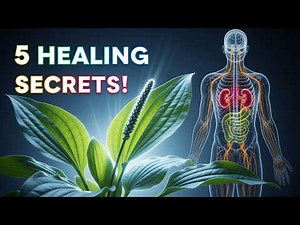 Common Plantain Benefits: 5 Science-Backed Healing Secrets of This Powerful Herb 🌿