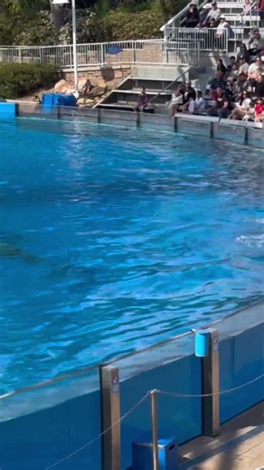 Amazing dolphins slashing people and jumping over 10 feet in the air 💨