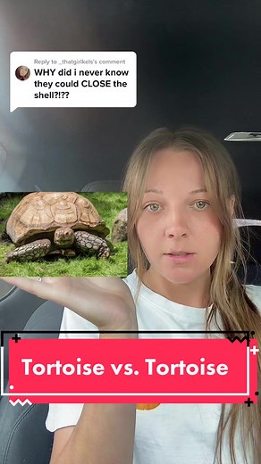 The Unique Characteristics of Box Turtles: A Tortoise Tale