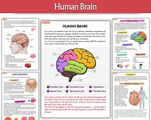 Comprehensive Anatomy & Physiology Bundle | Nursing Notes | Anatomy Study Guide | Medical Notes | Nursing Student | PDF - Etsy
