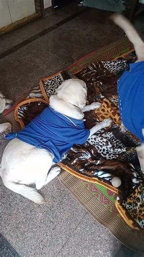 Tom Ruby sona# shorts 🐕❤️🐾