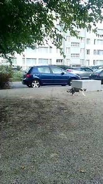 VID 20250902 194452 #cat #chat #animals