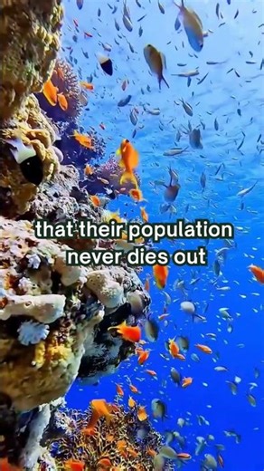 This Fish Can Change Its Gender… Instantly 😱#shorts#facts #factnova#clownfish#nemo#crazyfacts