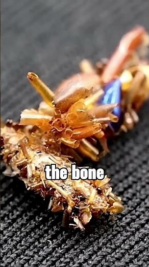 5 Newly Discovered Animals That Look Totally Alien 👽🌊