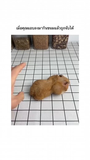 ความน่ารักของหนูแฮมสเตอร์ในมีมสุดฮา