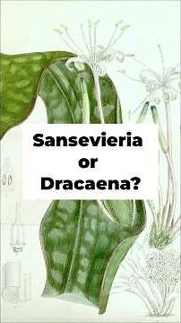 Is the Snake Plant a Dracaena or Sansevieria?