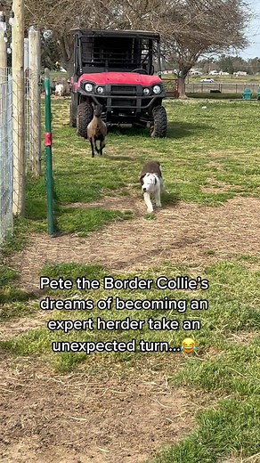 Life throws you curve balls 😂 #bordercollie #sheep #farm #puppy