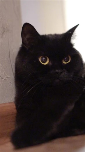 Captivating Close-Up of a Black Cat with Yellow Eyes