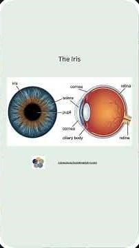 The Iris: The Facts, The Process, The Teaching