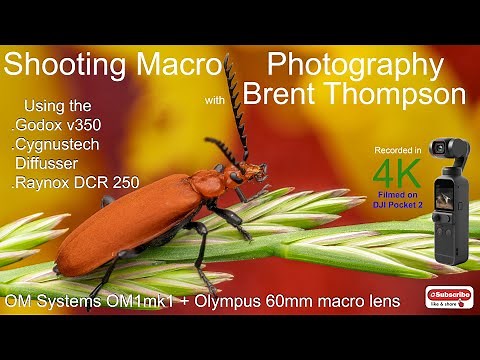 Macro Photography with OM1 mk1 + Olympus 60mm macro Cygnustech Diffuser and Godox V350 super flash