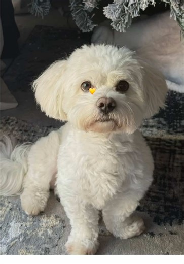 Maltese Bishon mixed puppy❤️ #CapCut #dogsoftiktok #maltesepuppy #fyp | Maltese Puppy