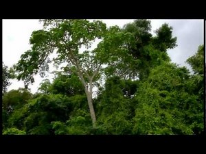 Beni, donde lo fantastico es real (Bolivia te espera)