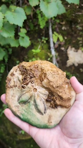 Found a HUGE fossilized sand dollar from the Miocene era in a creek #florida #springs #fossils #explore | Florida Panhandle Springs and Fossils