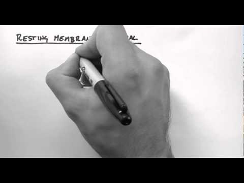 Action Potentials 1 - Resting Membrane Potential