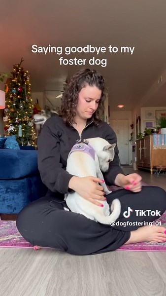 😭Wow this is hard. I hate saying goodbye, but I’m also so happy for Violet to find her forever home We’ve been together for 6 months, she’s been sleeping next to me in bed since she was 6 weeks old🥹 she’s become my little shadow, and there will be a Violet-shaped hole in my life for a bit. 🥹🥰😭I’m happy for her, but I’m sad for me. It’s all of the emotions. So please send love our way as we navigate this big change. Fostering is tough but it’s so worth it. So worth it. Opening my heart and m