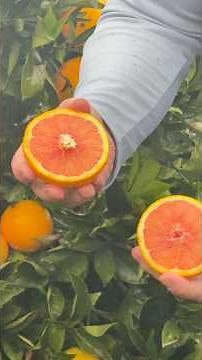 Cara Cara Oranges are low acid with a unique flavor. #foodallergies #foodintolerance