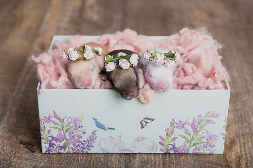 How to Tell How Old a Baby Rabbit Is: Key Clues & Chart | LoveToKnow Pets