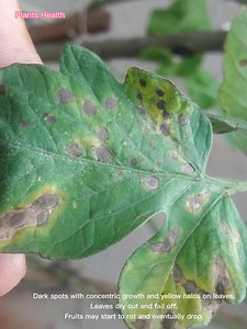 9.3K views · 338 reactions | How can we control early blight disease? | Plants Health | Facebook